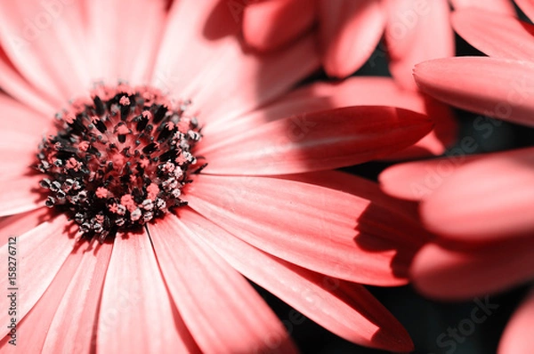 Fototapeta Flower center macro