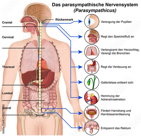Obraz Das parasympathische Nervensystem, Parasympathicus