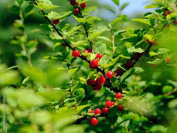 Fototapeta グミの実