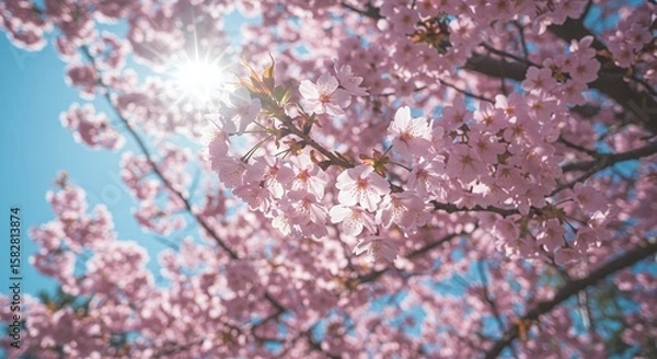 Fototapeta Pink Cherry Blossom Tree Branches in Bloom with Sunlight Streaming Through