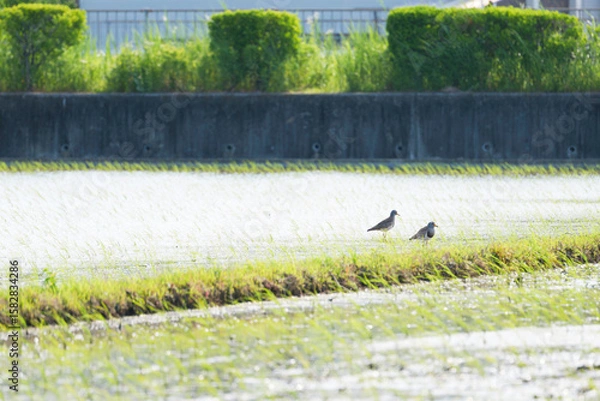 Fototapeta Grey-headed Lapwing searching for food in a rice field in early summer	