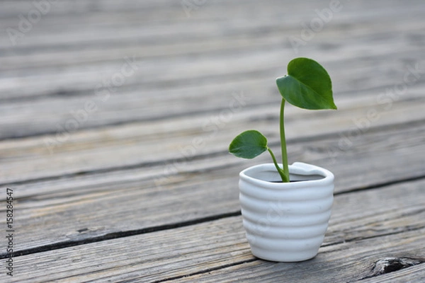 Obraz 二葉(vol１)