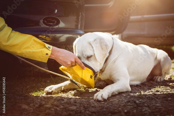 Fototapeta Junger labrador retriever hund welpe trinkt etwas wasser aus einem napf auf einem parkplatz 