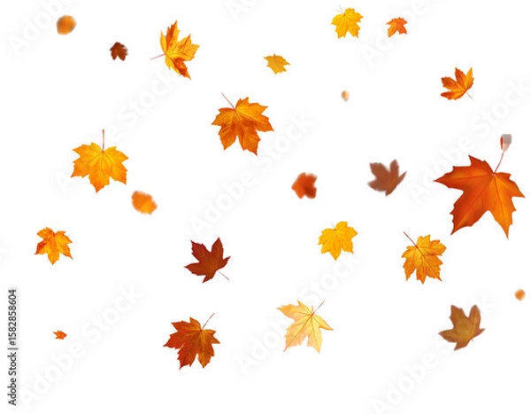 Obraz Autumn leaves falling, seasonal vector art, transparent background 