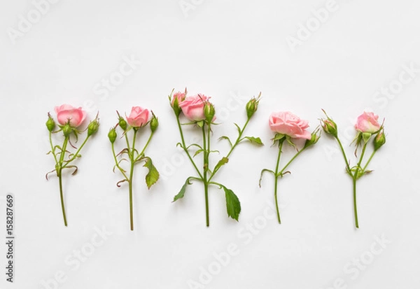 Fototapeta Decorative pattern with pink roses, leaves and buds on white background. Flat lay, top view
