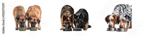 Fototapeta Dogs Eating From Bowls Together in Studio Setting, Playful Companionship