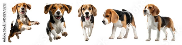 Fototapeta Playful Beagle Dogs in Various Poses on White Background