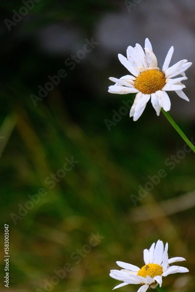 Fototapeta Variety of colourful wild flowers including corn marigold and poppies growing in the grass in  Meadows conservation area, summer time in english countryside