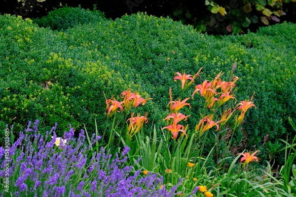 Fototapeta Variety of colourful wild flowers including corn marigold and poppies growing in the grass in  Meadows conservation area, summer time in english countryside