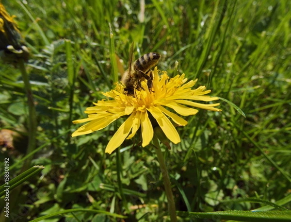 Fototapeta Bee Diving in Dandelion