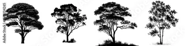 Fototapeta This image depicts a gum tree, also referred to as a eucalyptus tree, in the form of a black silhouette, showcasing its unique foliage and robust trunk, presented in a modern clipart style