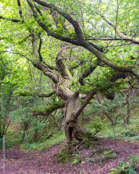 Fototapeta Twisted tree