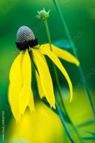 Fototapeta Grayhead coneflower