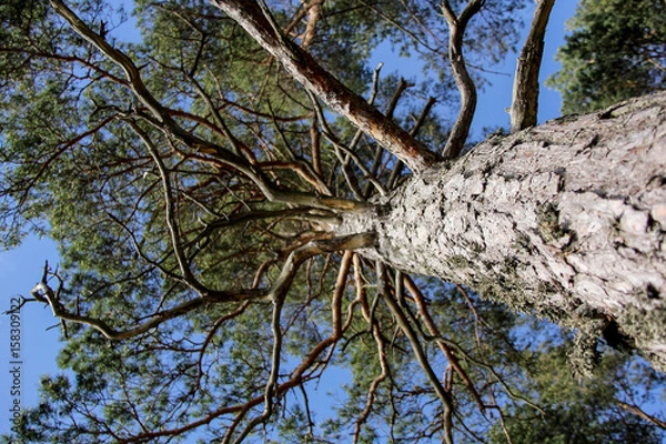 Fototapeta pine tree , Latvia