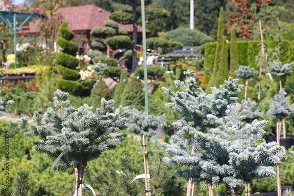 Fototapeta Conifer seedlings for sale in a nursery on a sunny summer day, 2