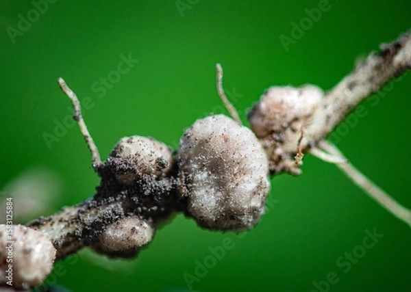 Fototapeta soybean roots closeup