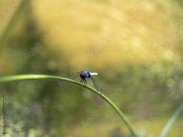 Fototapeta 池の植物に掴まるシオカラトンボ