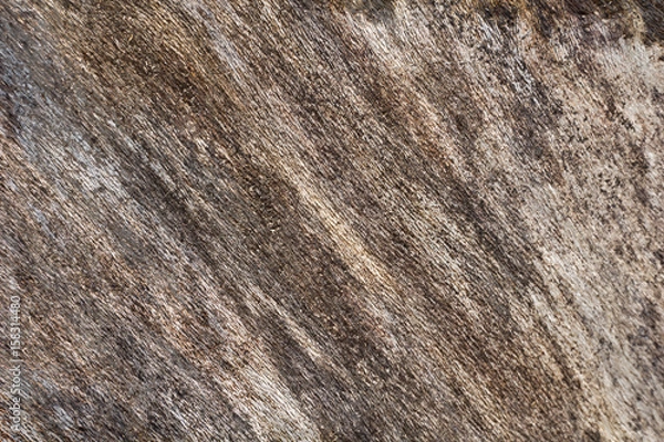 Fototapeta Grey wood texture