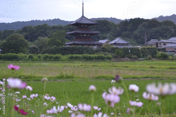 Obraz 法起寺とコスモス