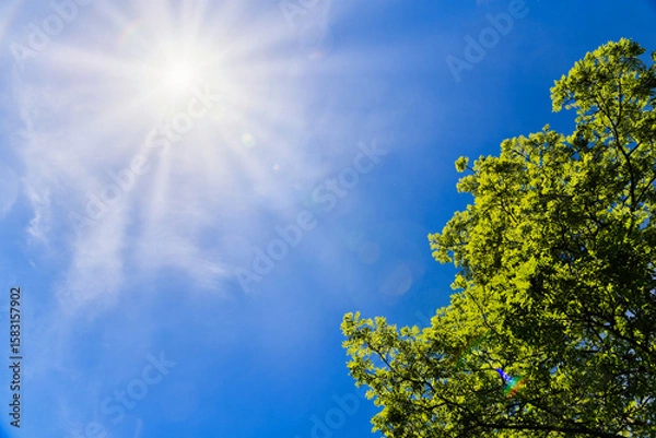 Obraz 夏の日差し