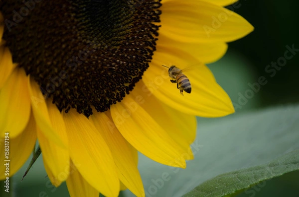 Obraz ヒマワリとハチ