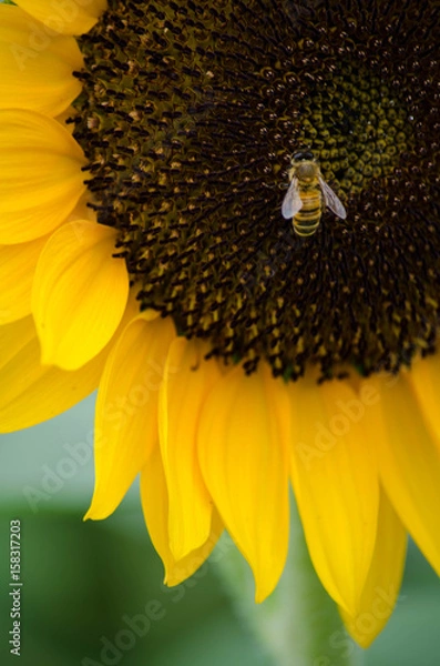 Obraz ヒマワリとハチ