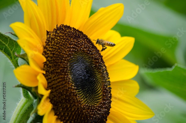 Obraz ヒマワリとハチ
