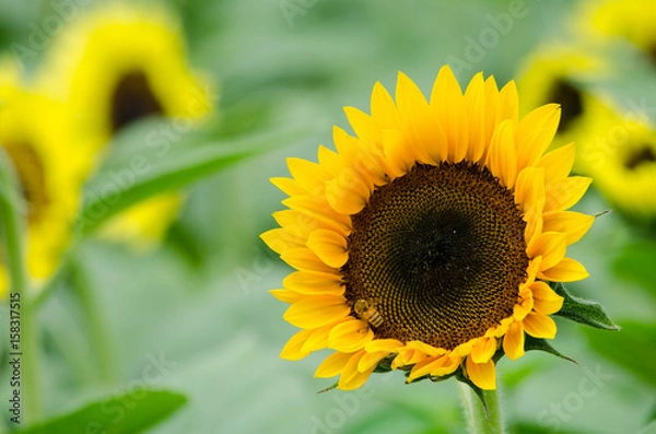 Obraz ヒマワリとハチ