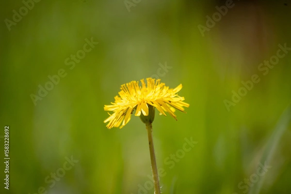 Obraz 一輪のたんぽぽ