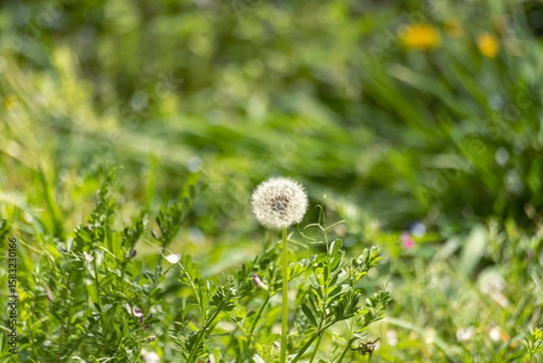 Obraz 風が吹いたら飛びます
