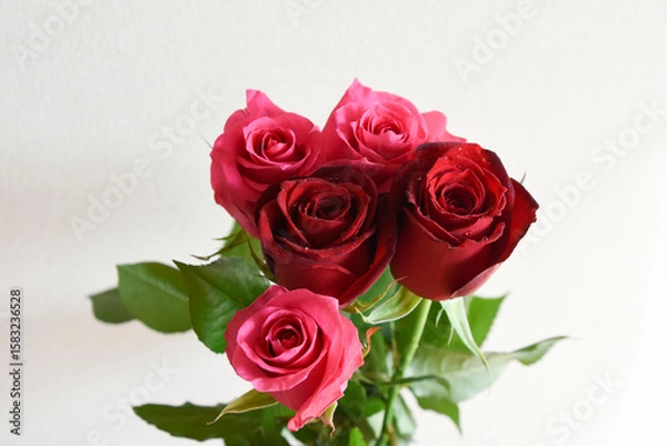 Fototapeta ピンクと赤のばら