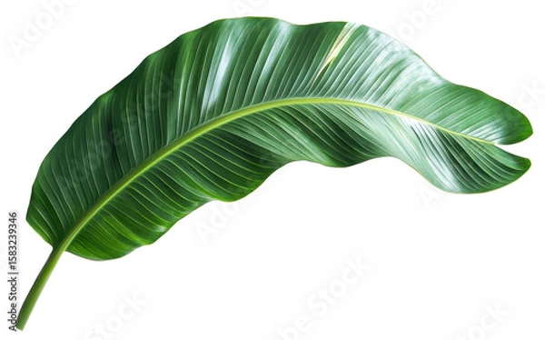 Fototapeta banana leaf isolated on transparent background