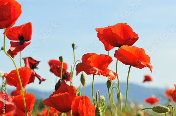 Obraz Poppy Flowers