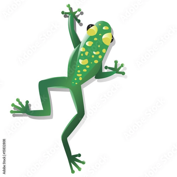Obraz Brightly colored tropical frog