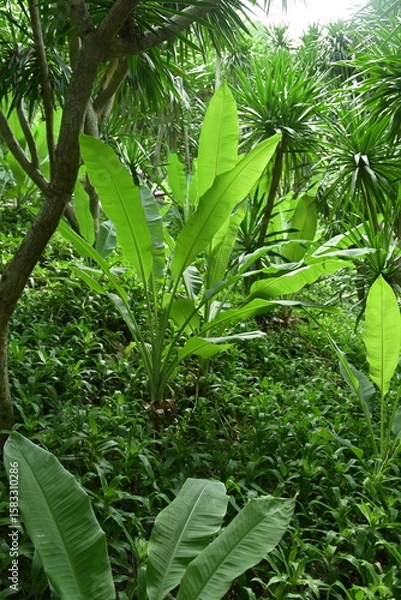 Fototapeta Lush tropical forest with wild banana trees and palm-like plants creating a Jurassic atmosphere. Dense green foliage in a warm climate.

