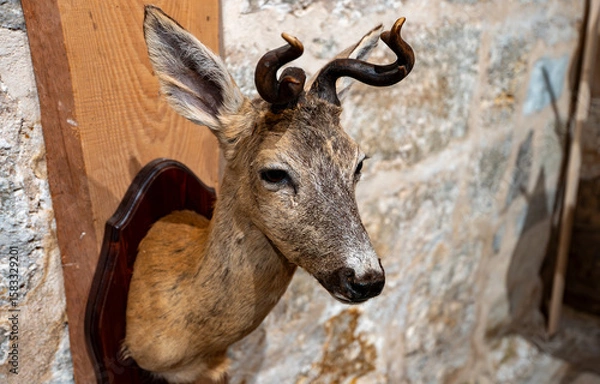 Fototapeta Deer taxidermy with antlers in rustic hunting lodge.