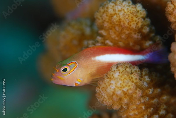 Fototapeta メガネゴンベ