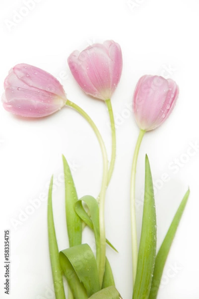 Obraz Minimalist Tulip Collection – Single Stems & Blooming Simplicity