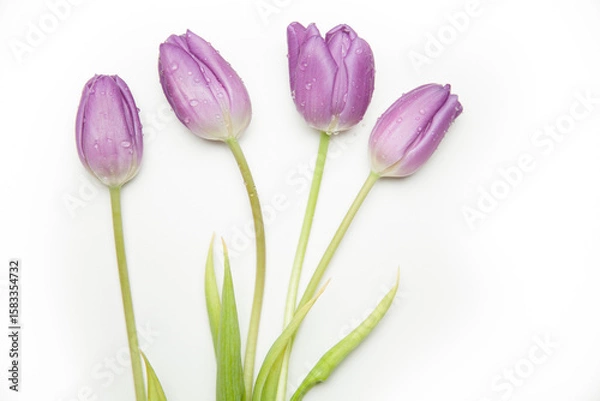 Obraz Minimalist Tulip Collection – Single Stems & Blooming Simplicity