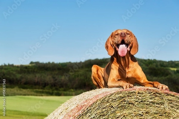 Fototapeta Hungarian pointer lies on a haystack. Agricultural work on pasture in the Czech Republic. Rest after work.