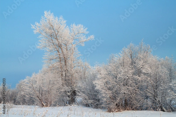 Fototapeta Trees covered with rime in a frosty winter day