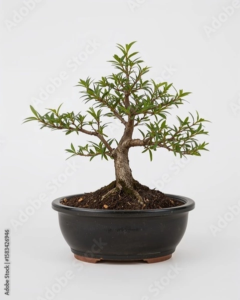 Obraz Glazed black ceramic bonsai pot with shallow depth on plain white background