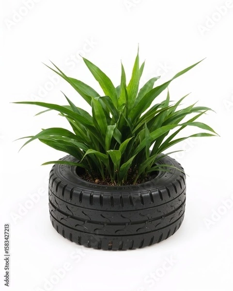 Obraz Recycled tire DIY planter pot in black on plain white background