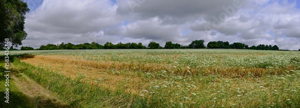 Fototapeta Panoramic photo of a natural landscape with wild white flowers, flanked by trees. Against a cloudy sky. Location: Northern France