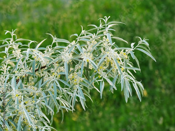Fototapeta Russian olive tree branch with flowers (Elaeagnus angustifoilia)