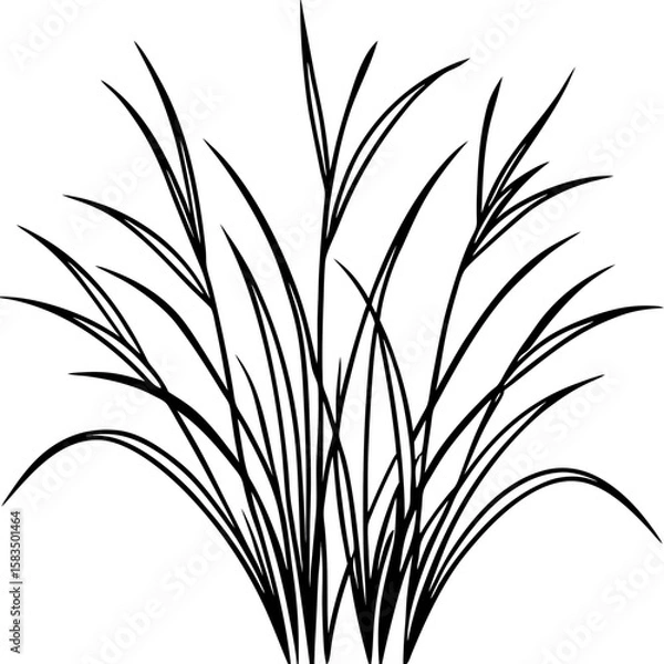 Obraz Fine Fescue line art vector