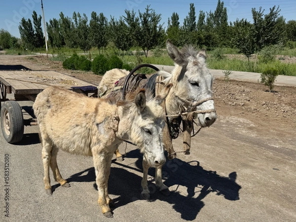 Fototapeta A pair of donkeys pulling a cart in the rural countryside in Uzbekistan