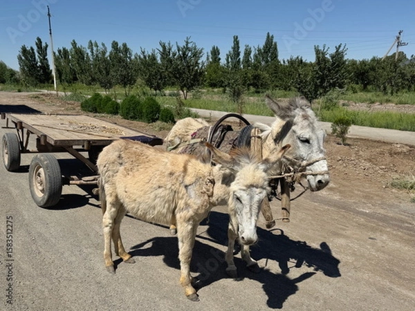 Fototapeta A pair of donkeys pulling a cart in the rural countryside in Uzbekistan