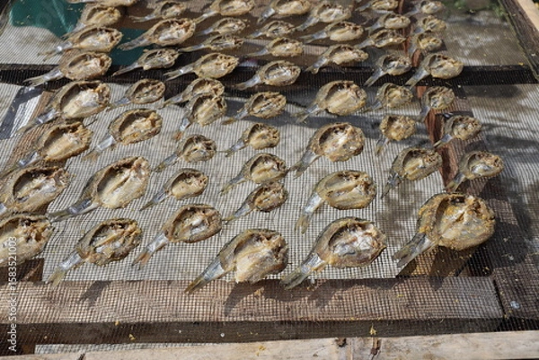 Fototapeta Dried Salted Fish. Small fish are sun-dried on a mesh surface in neat rows, showcasing a traditional seafood preservation method.