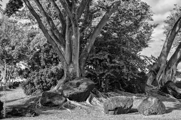 Obraz Vintage Trees Growing  Among Large Rocks in a Park.